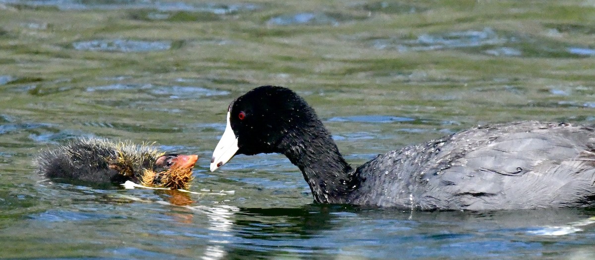 American Coot - Asya Lesly