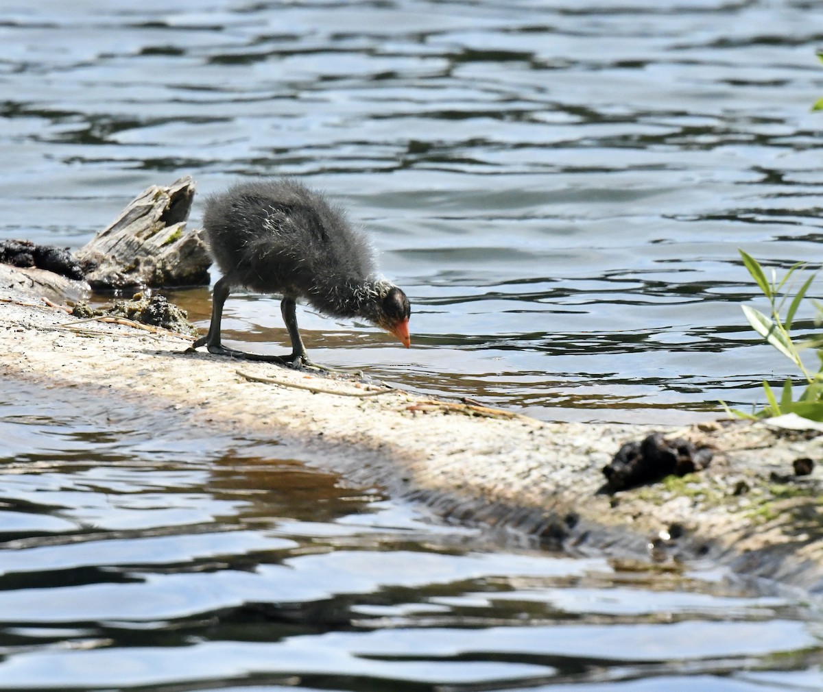 American Coot - ML596929141