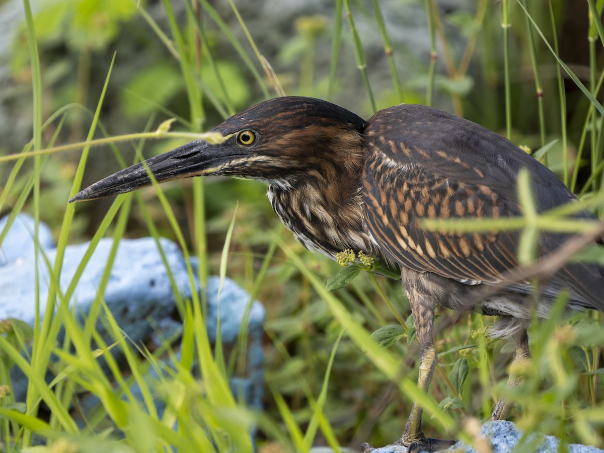 Striated Heron - ML596929221