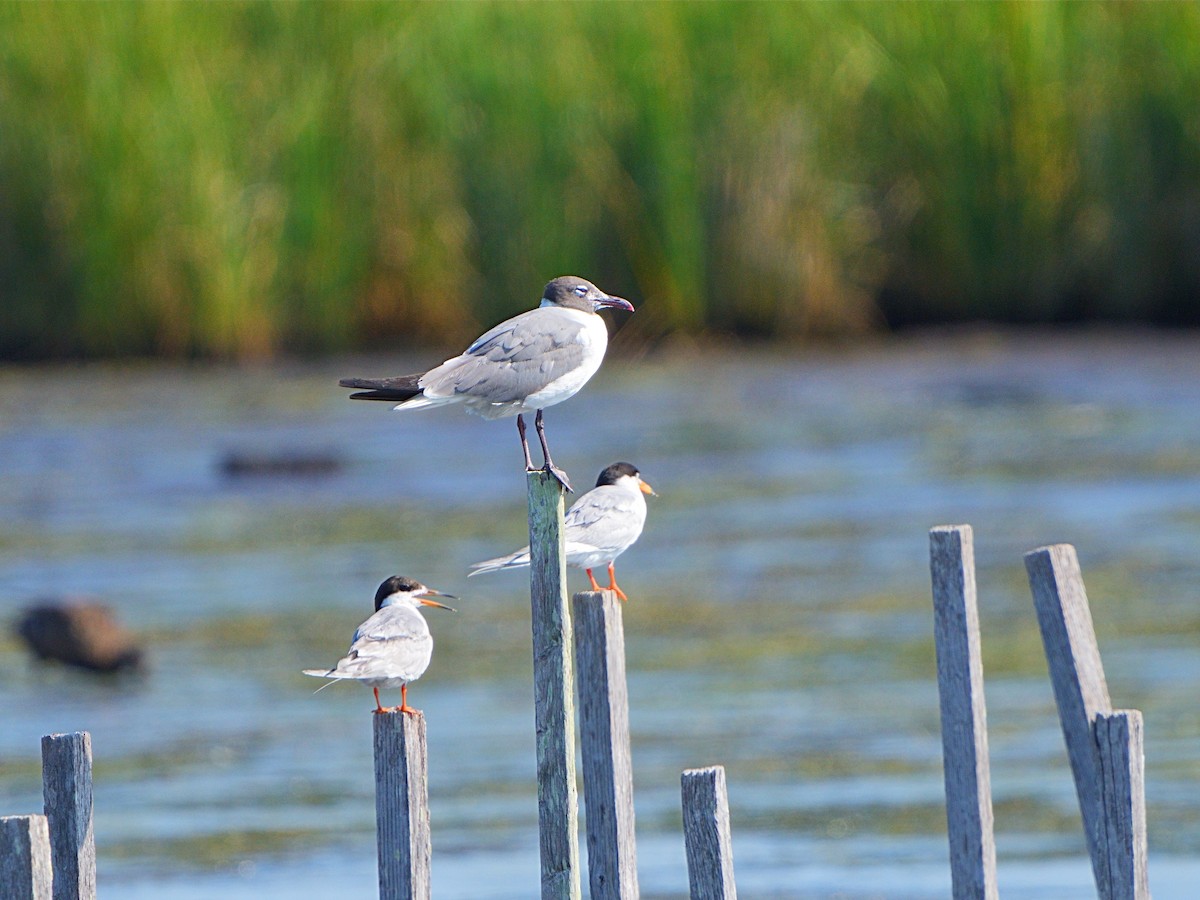 Gaviota Guanaguanare - ML596929561