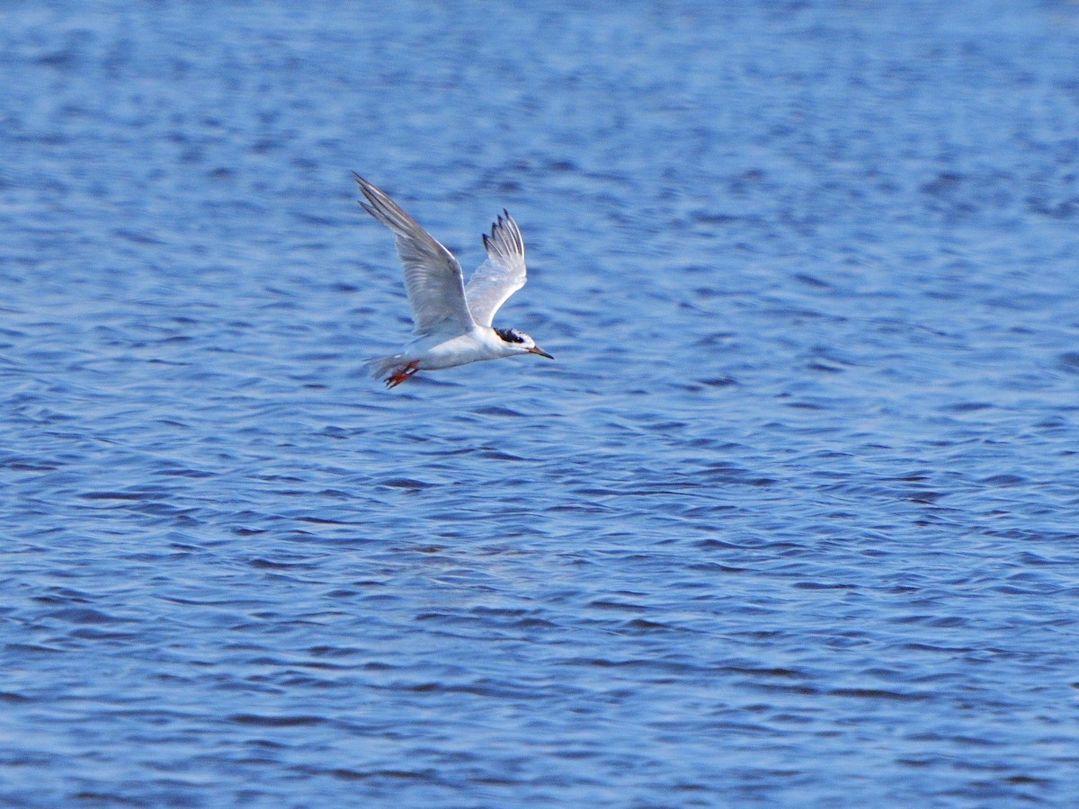 Forster's Tern - ML596929651