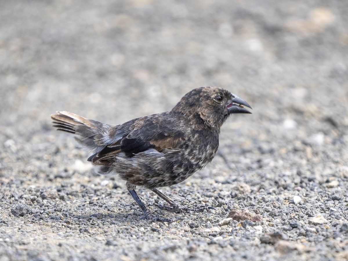 Common Cactus-Finch - ML596929941