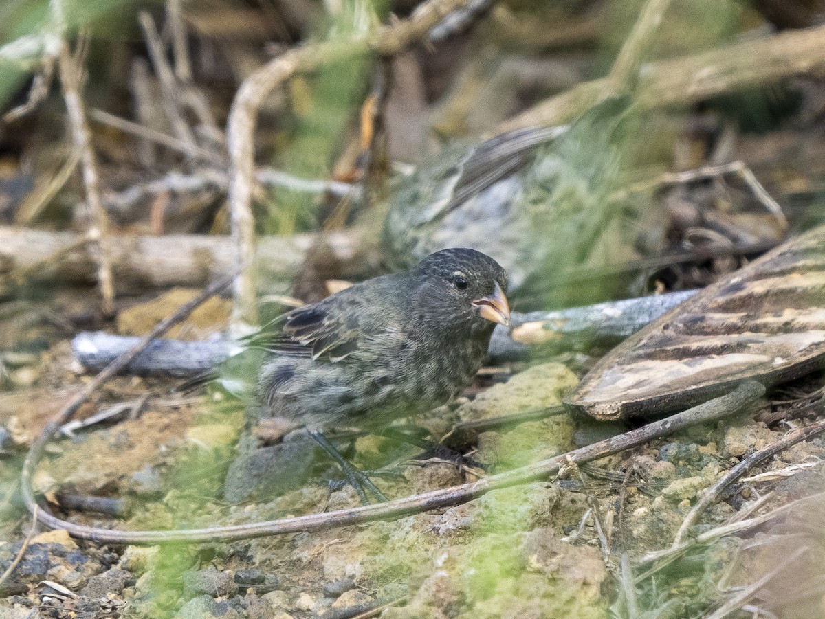 Common Cactus-Finch - ML596930041