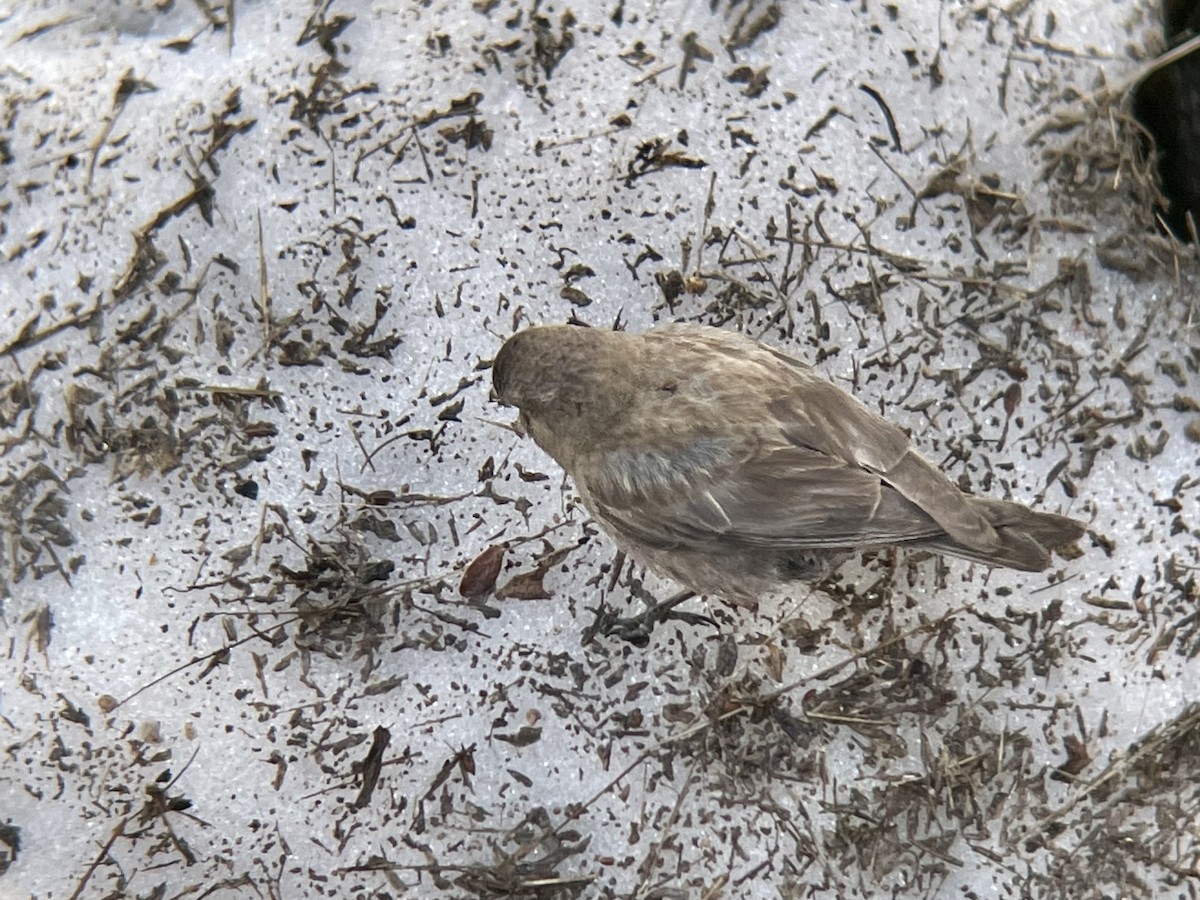 Brown-capped Rosy-Finch - ML596930511