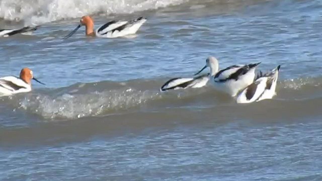 American Avocet - ML596931131