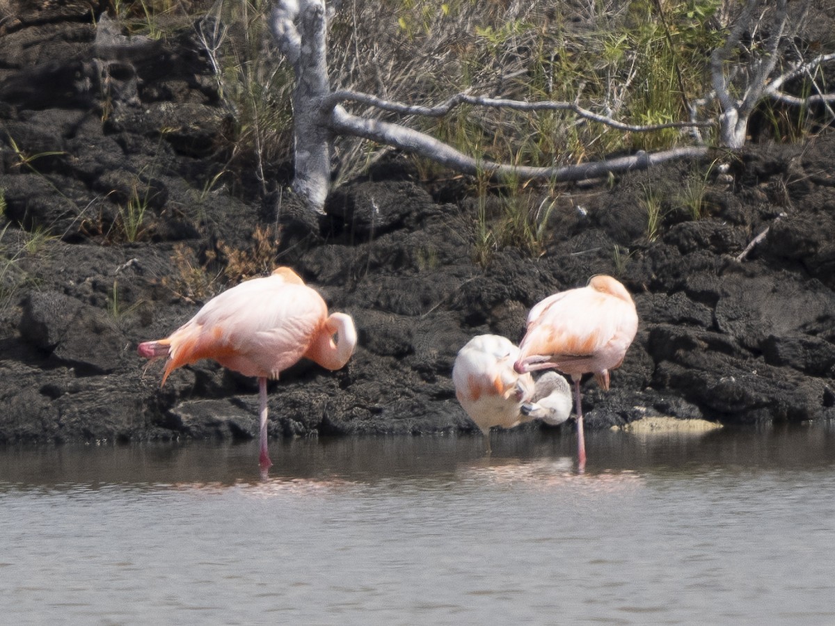 Chilean Flamingo - ML596931681