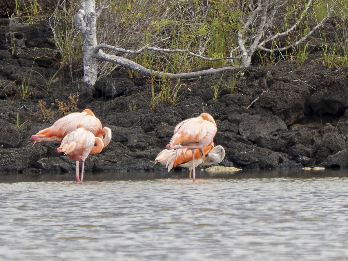 Chilean Flamingo - ML596931901