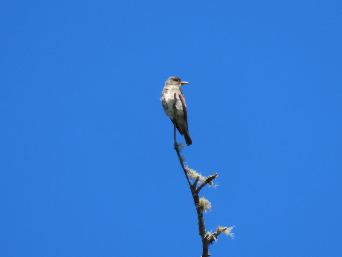 Olive-sided Flycatcher - ML596932101