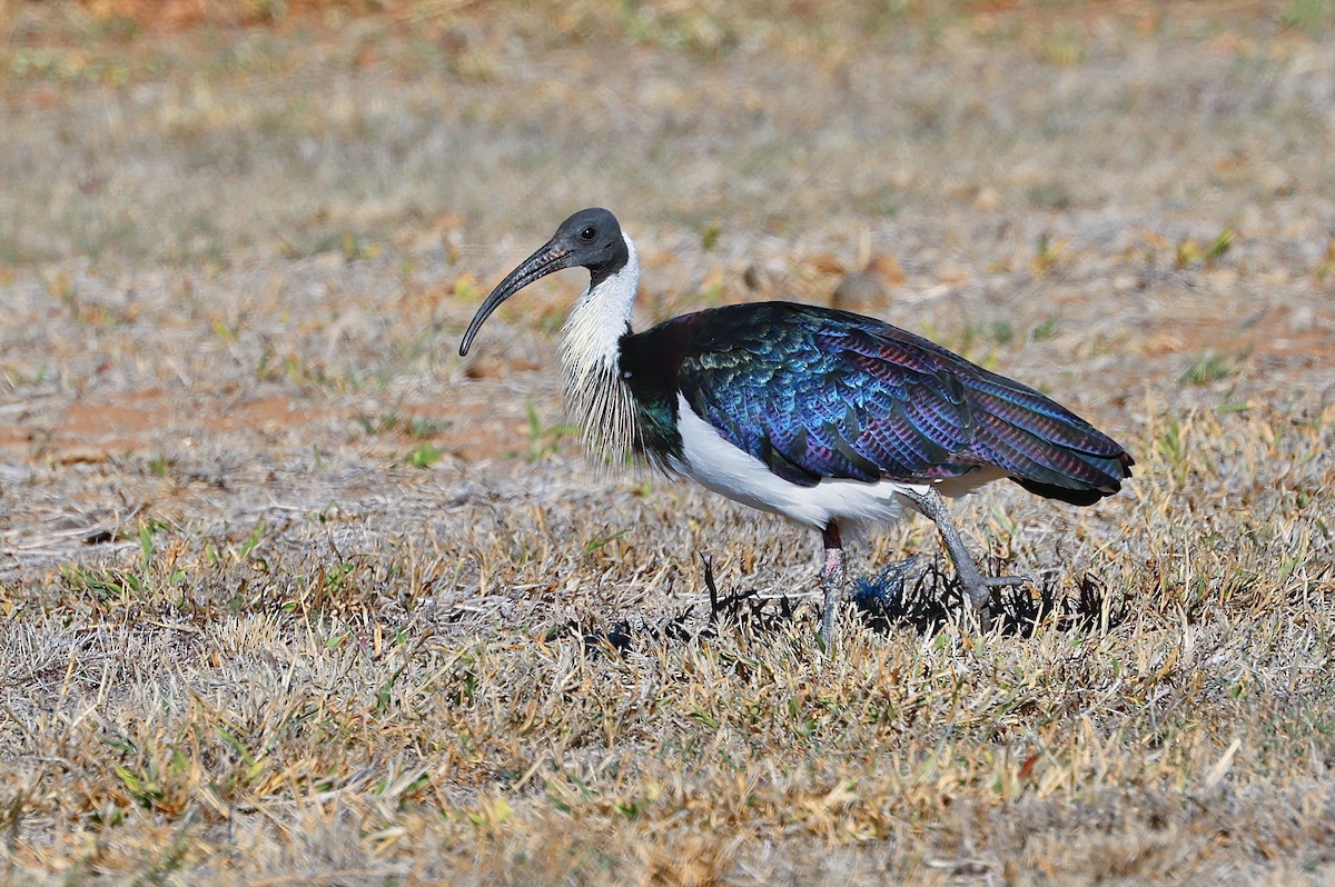 Straw-necked Ibis - ML596932151