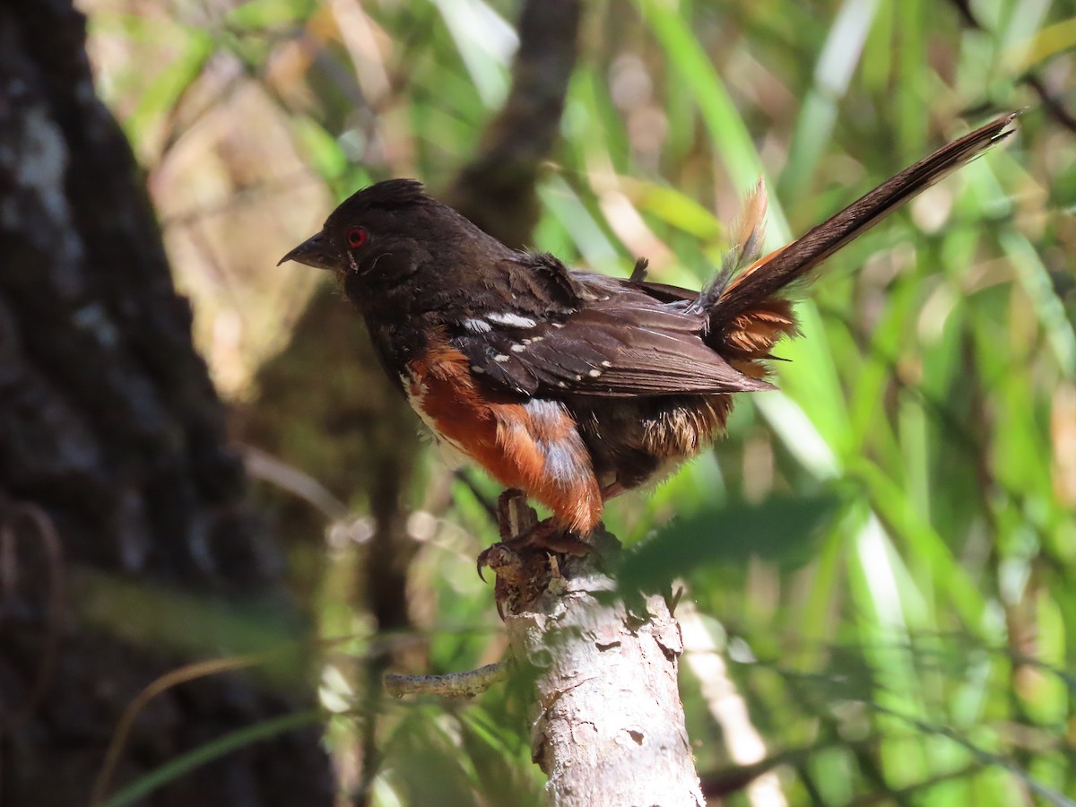 Spotted Towhee - ML596932251