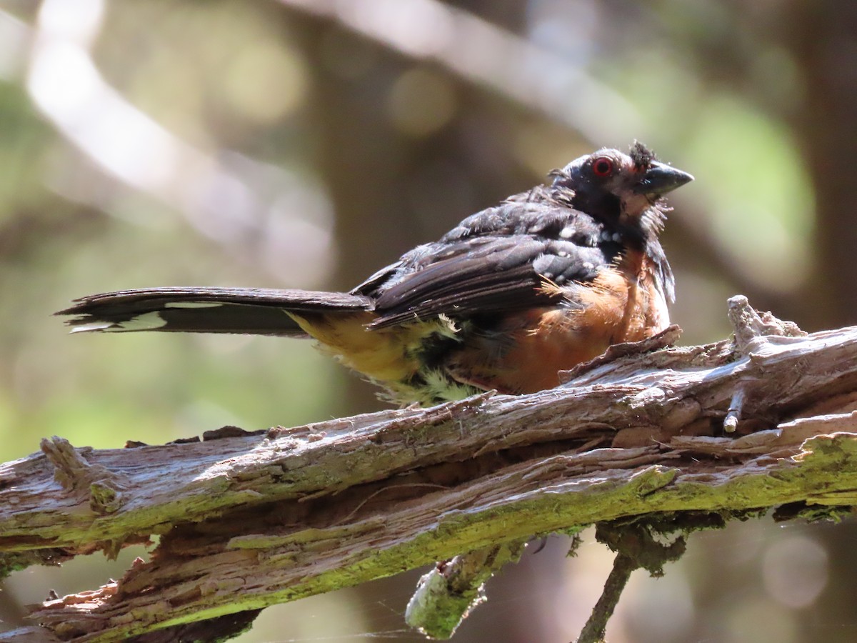 Spotted Towhee - ML596932261