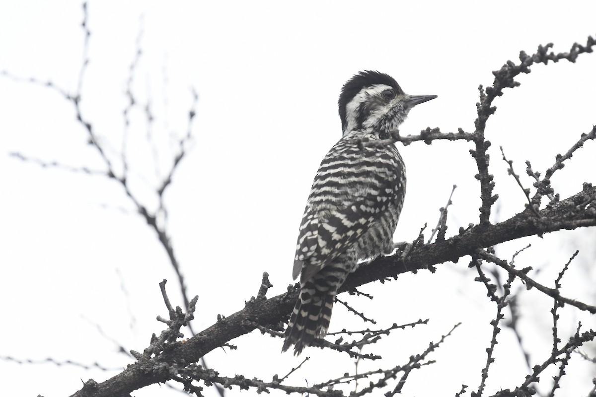 Striped Woodpecker - ML596932841