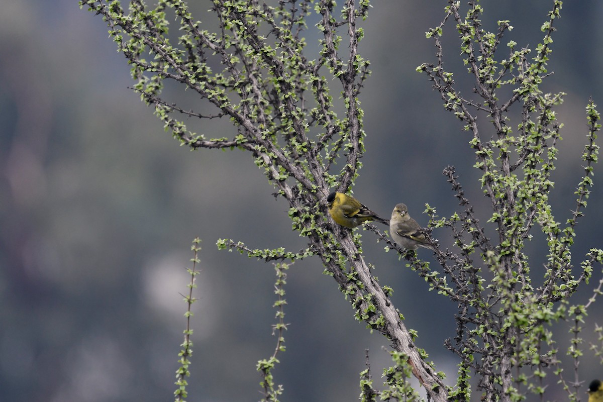 Black-chinned Siskin - ML596932981