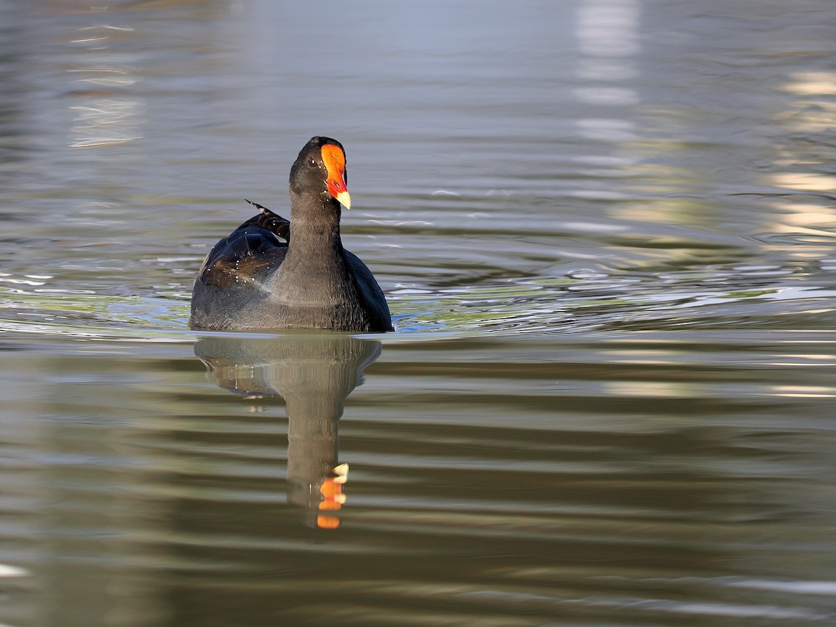 Dusky Moorhen - ML596933441