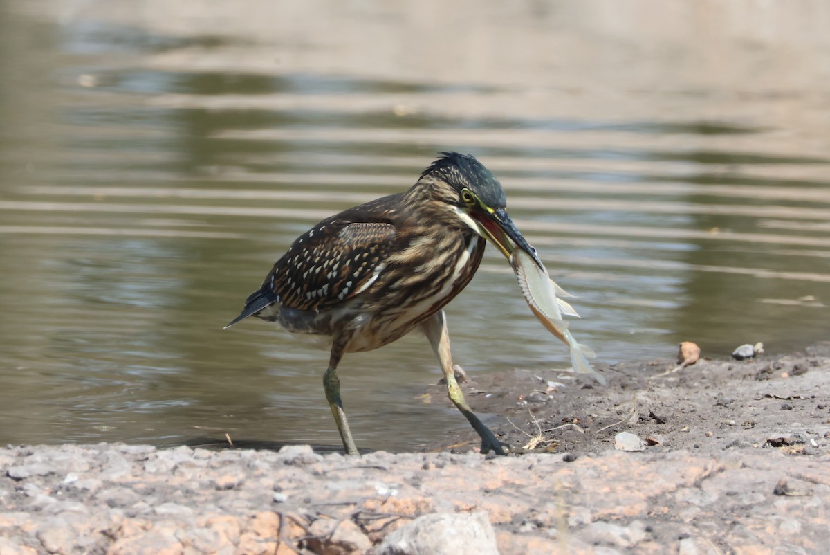 Striated Heron - ML596933511