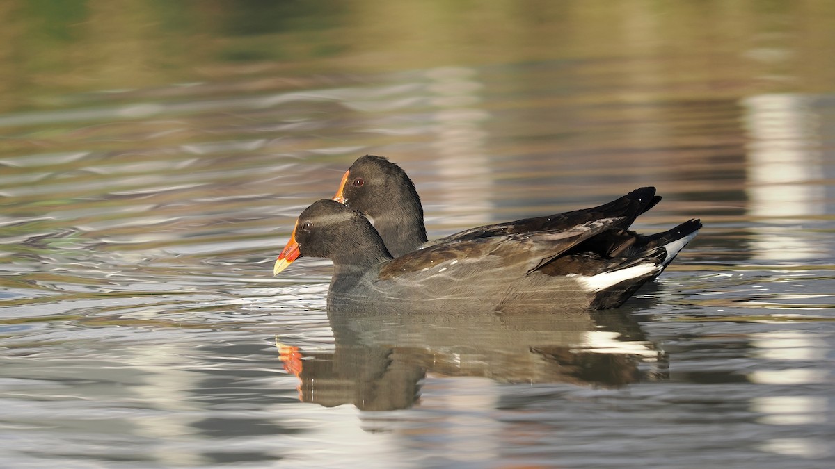 Dusky Moorhen - ML596933591