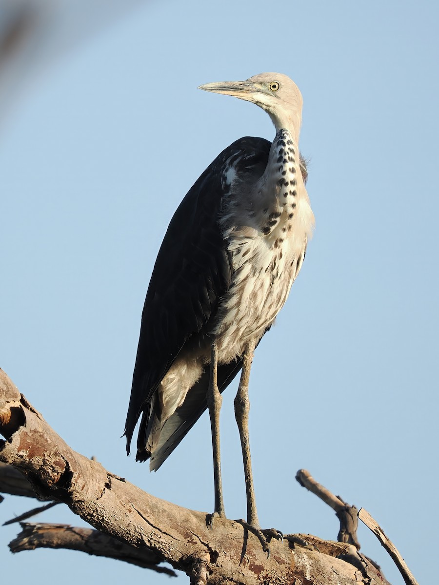 Pacific Heron - ML596934131