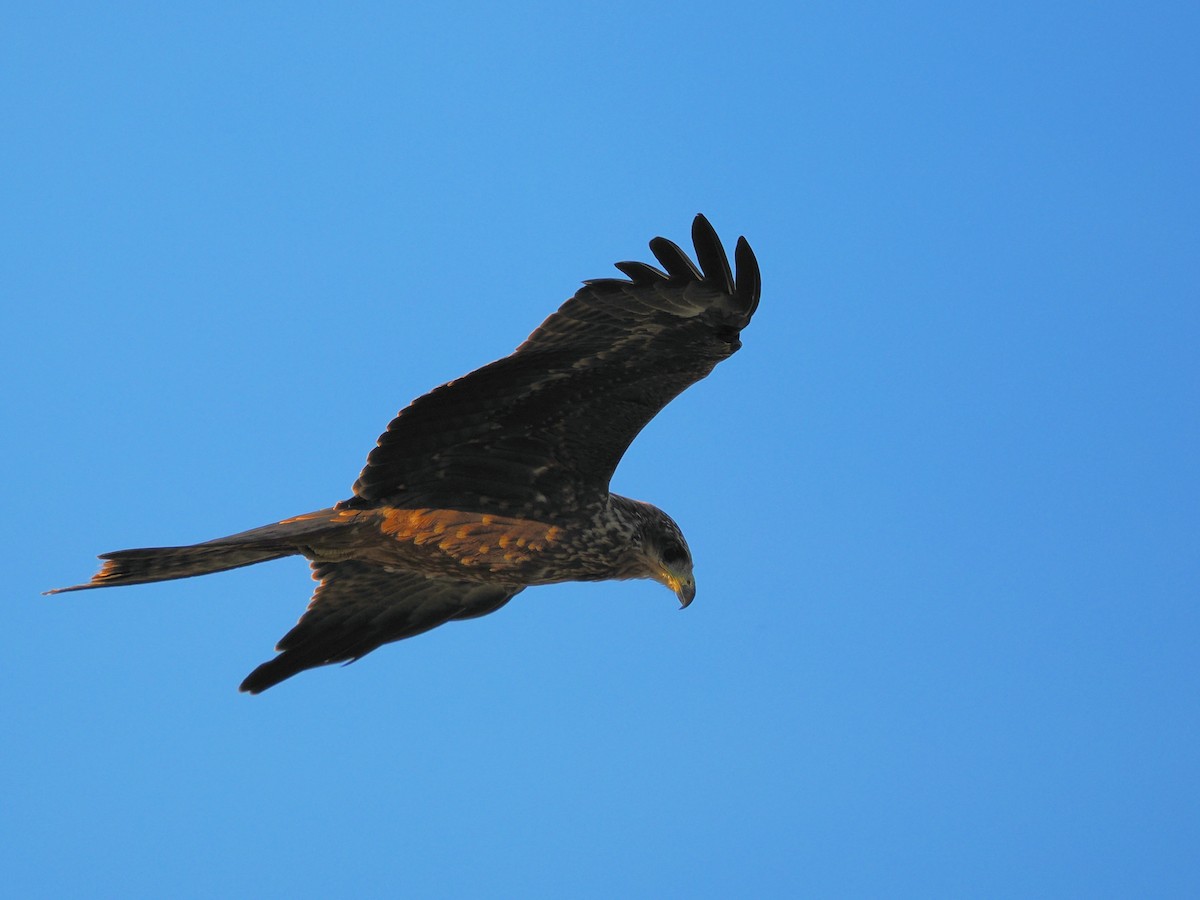 黑鳶 - ML596934561