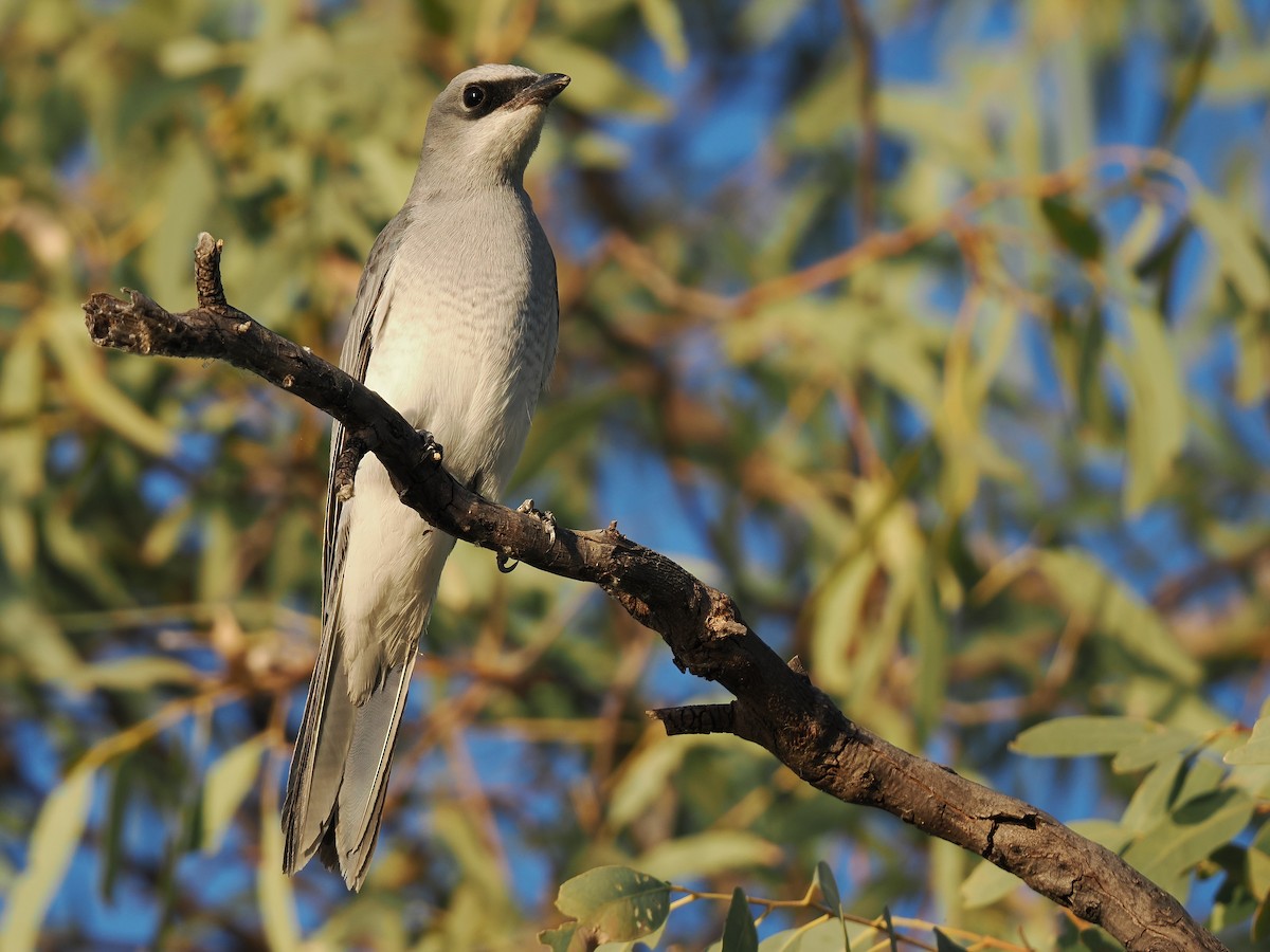 White-bellied Cuckooshrike - ML596934731