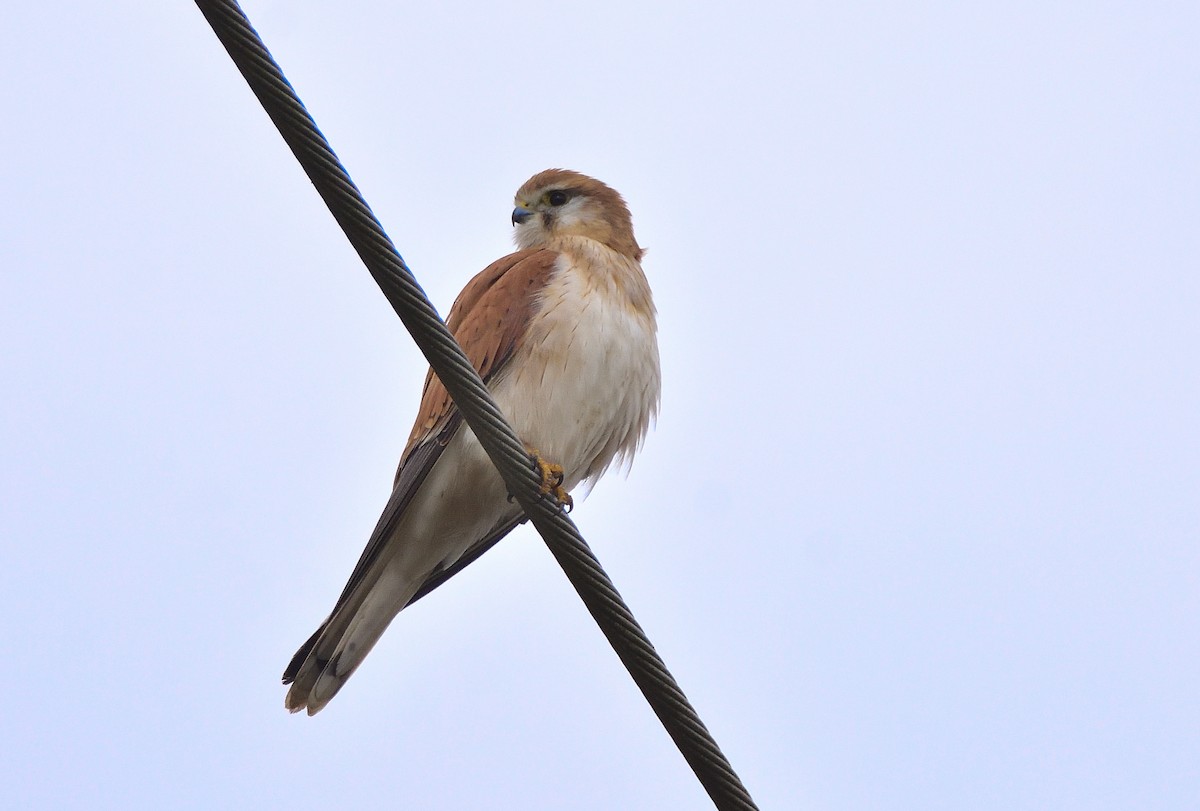 Nankeen Kestrel - ML596934741