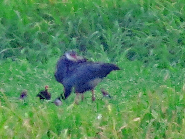 Northern Screamer - ML596934771