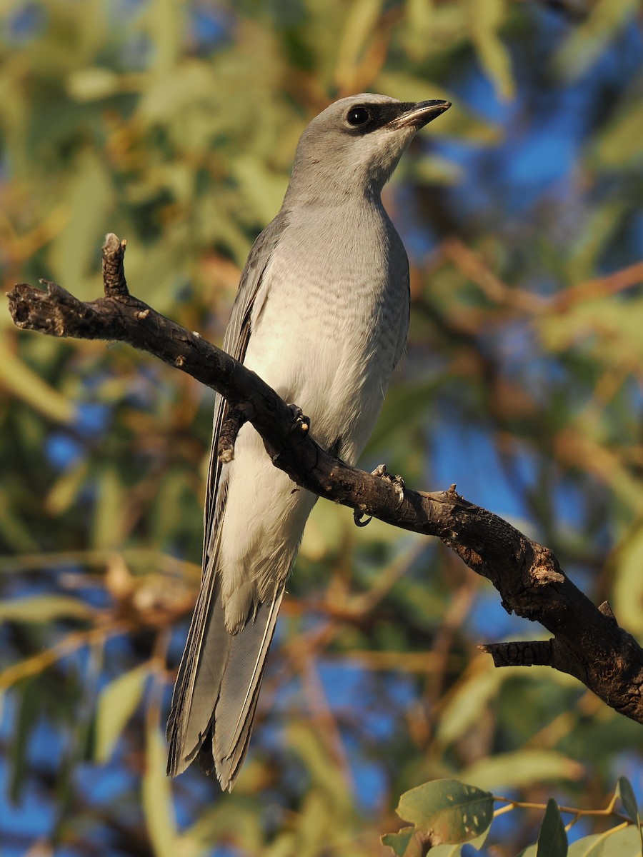 White-bellied Cuckooshrike - ML596934821