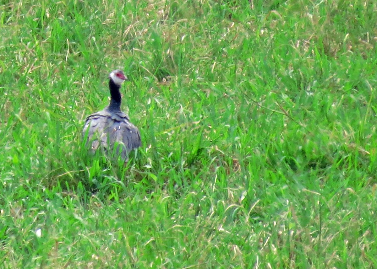 Northern Screamer - ML596935071