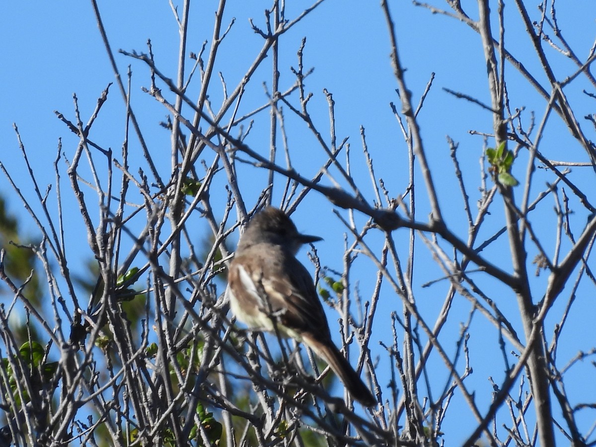 Ash-throated Flycatcher - L. Burkett