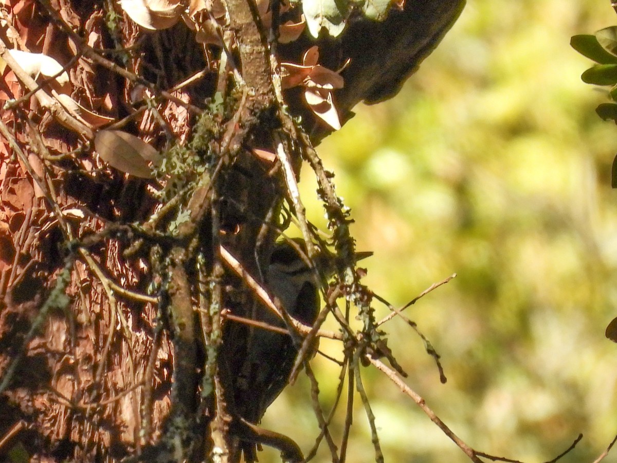 Hairy Woodpecker - L. Burkett