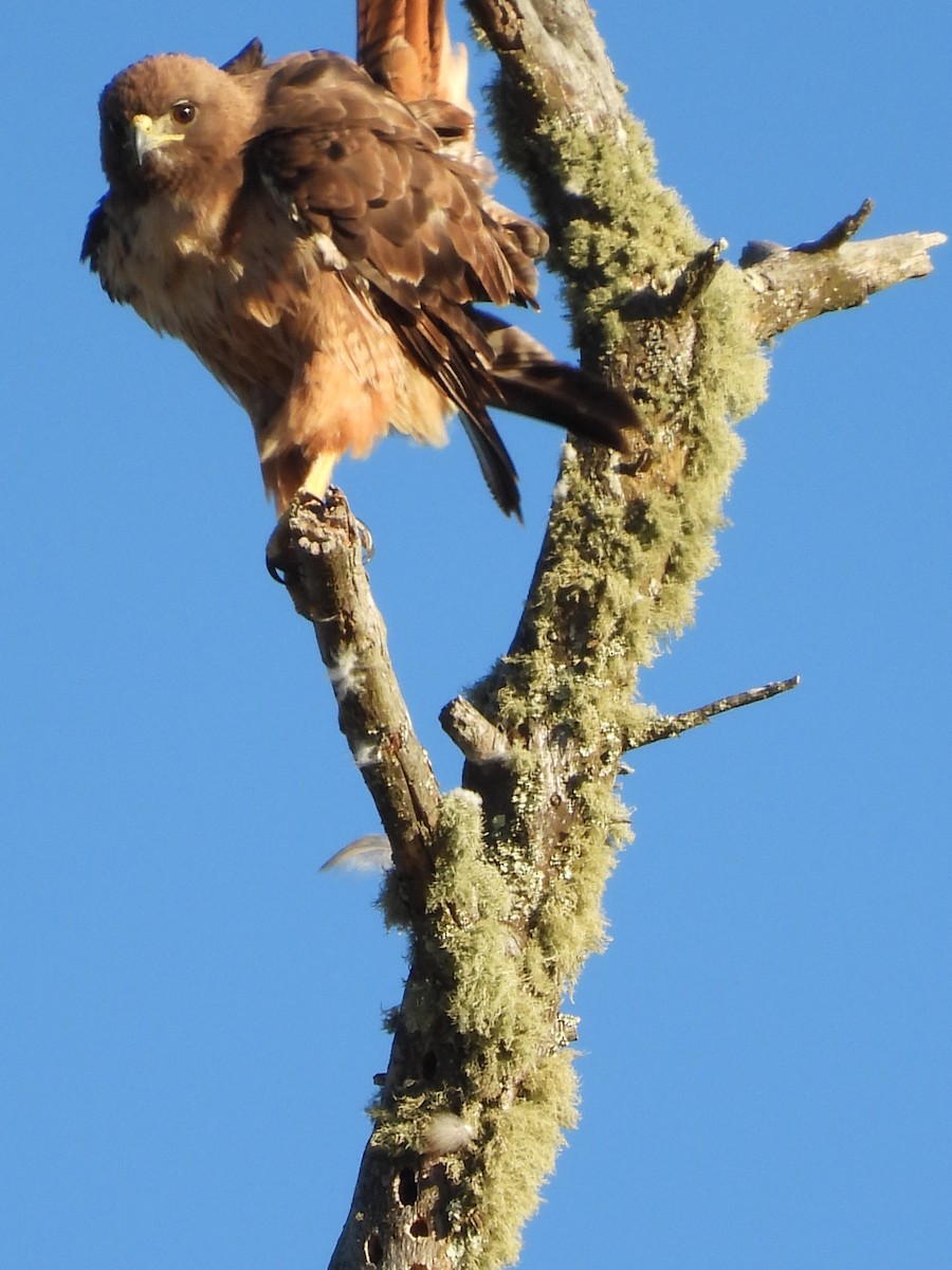 Red-tailed Hawk - ML596935191