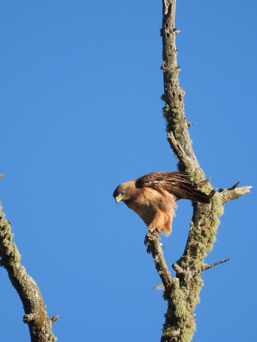 Rotschwanzbussard - ML596935201