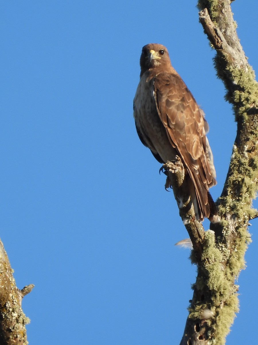 Rotschwanzbussard - ML596935211