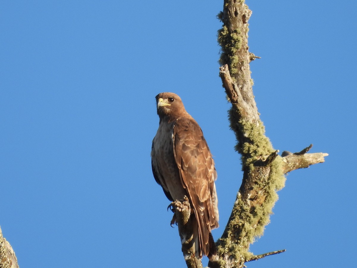 Rotschwanzbussard - ML596935231