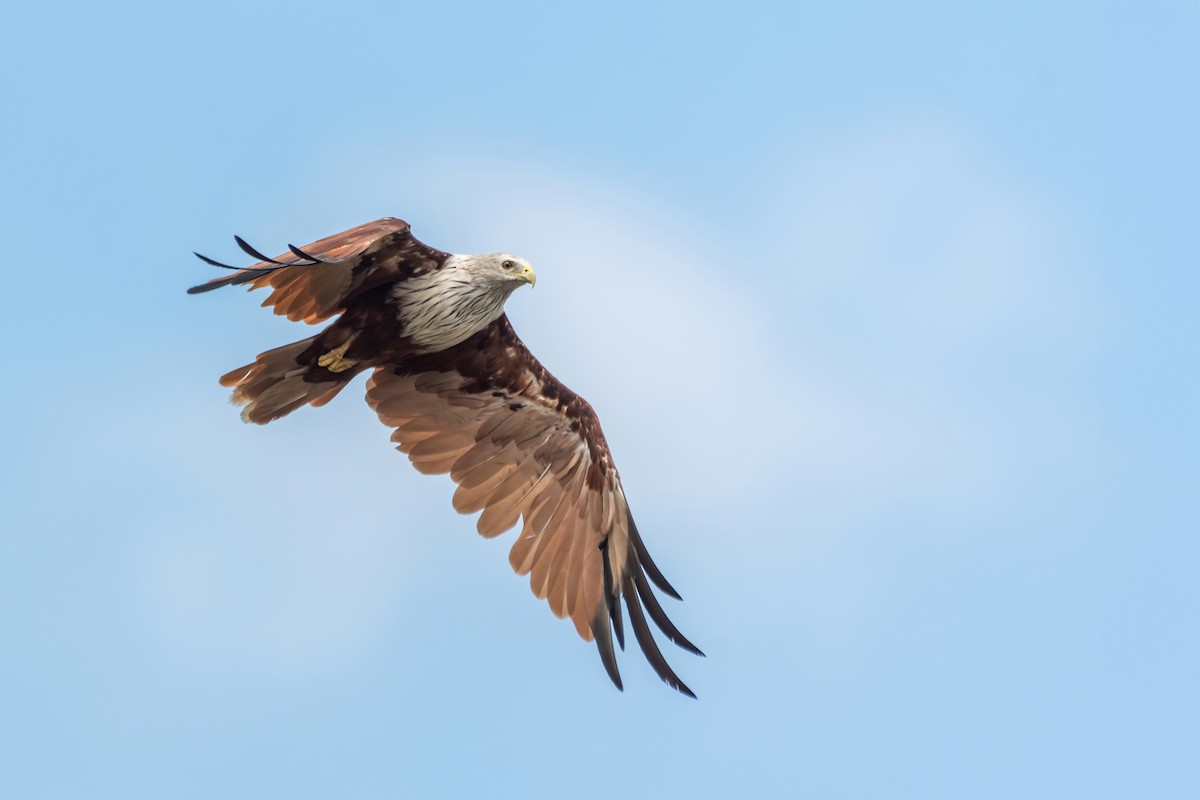 Brahminy Kite - Deepak Budhathoki 🦉