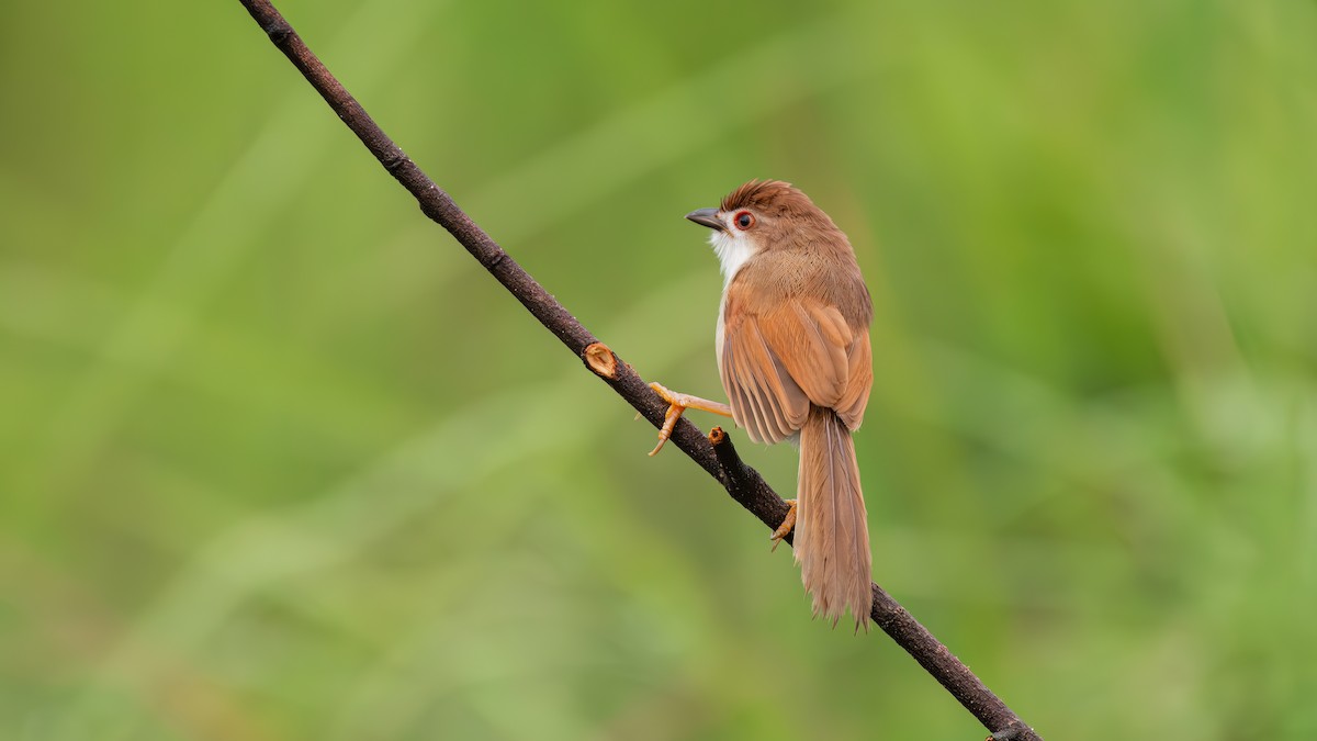 Yellow-eyed Babbler - Asim Hakeem