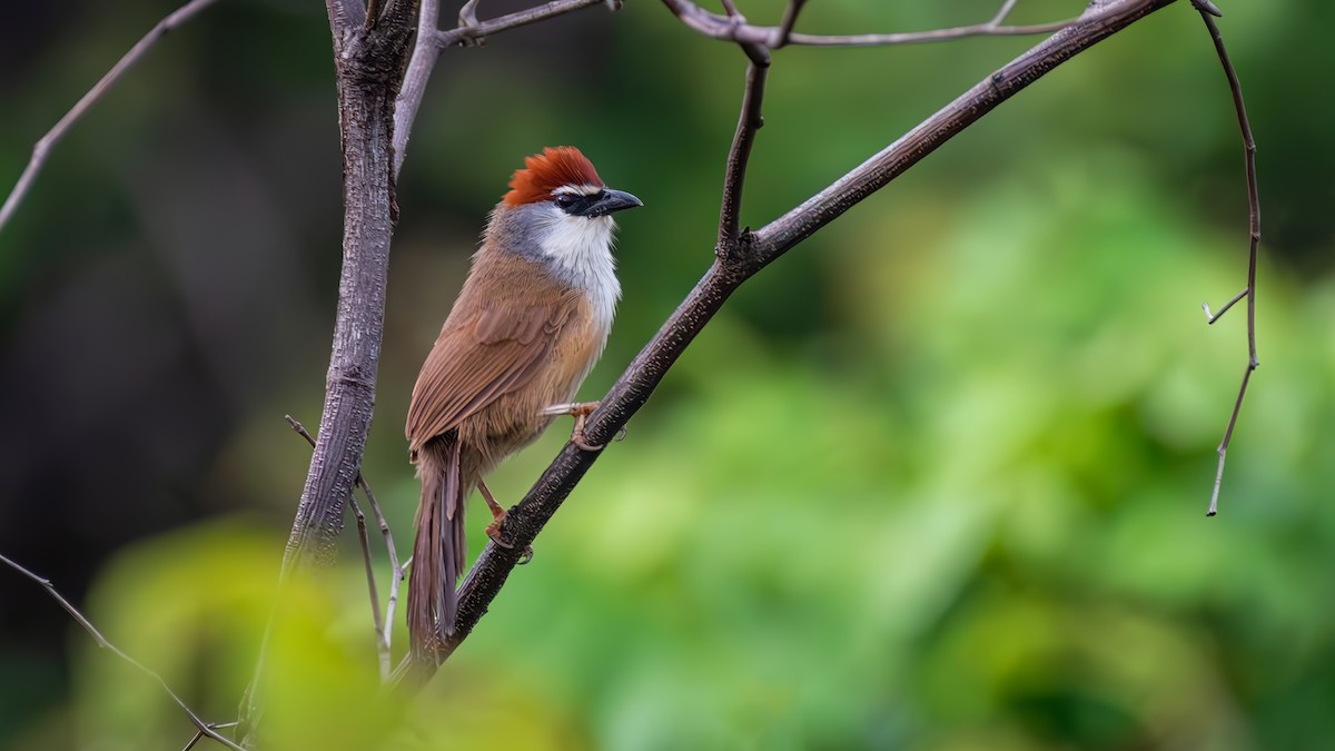 Chestnut-capped Babbler - Asim Hakeem