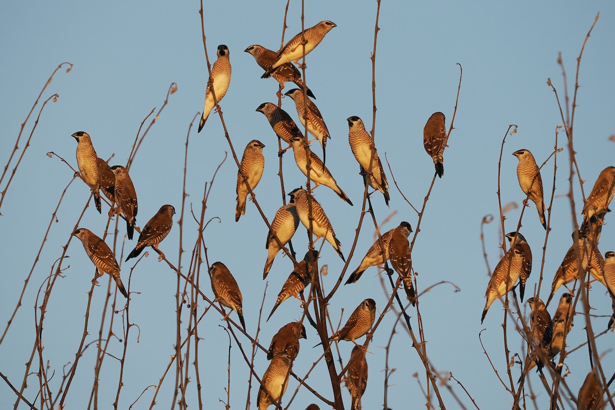 Plum-headed Finch - ML596936011