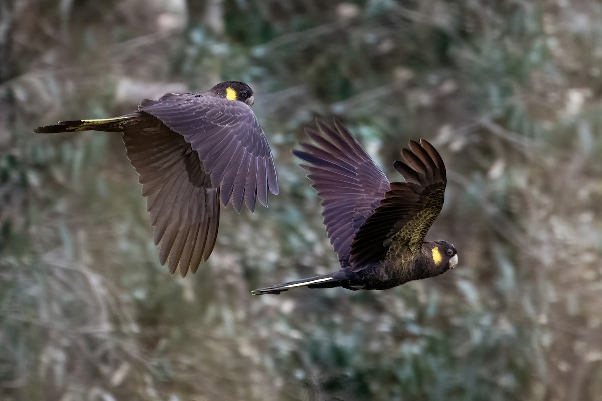 Yellow-tailed Black-Cockatoo - ML596936361