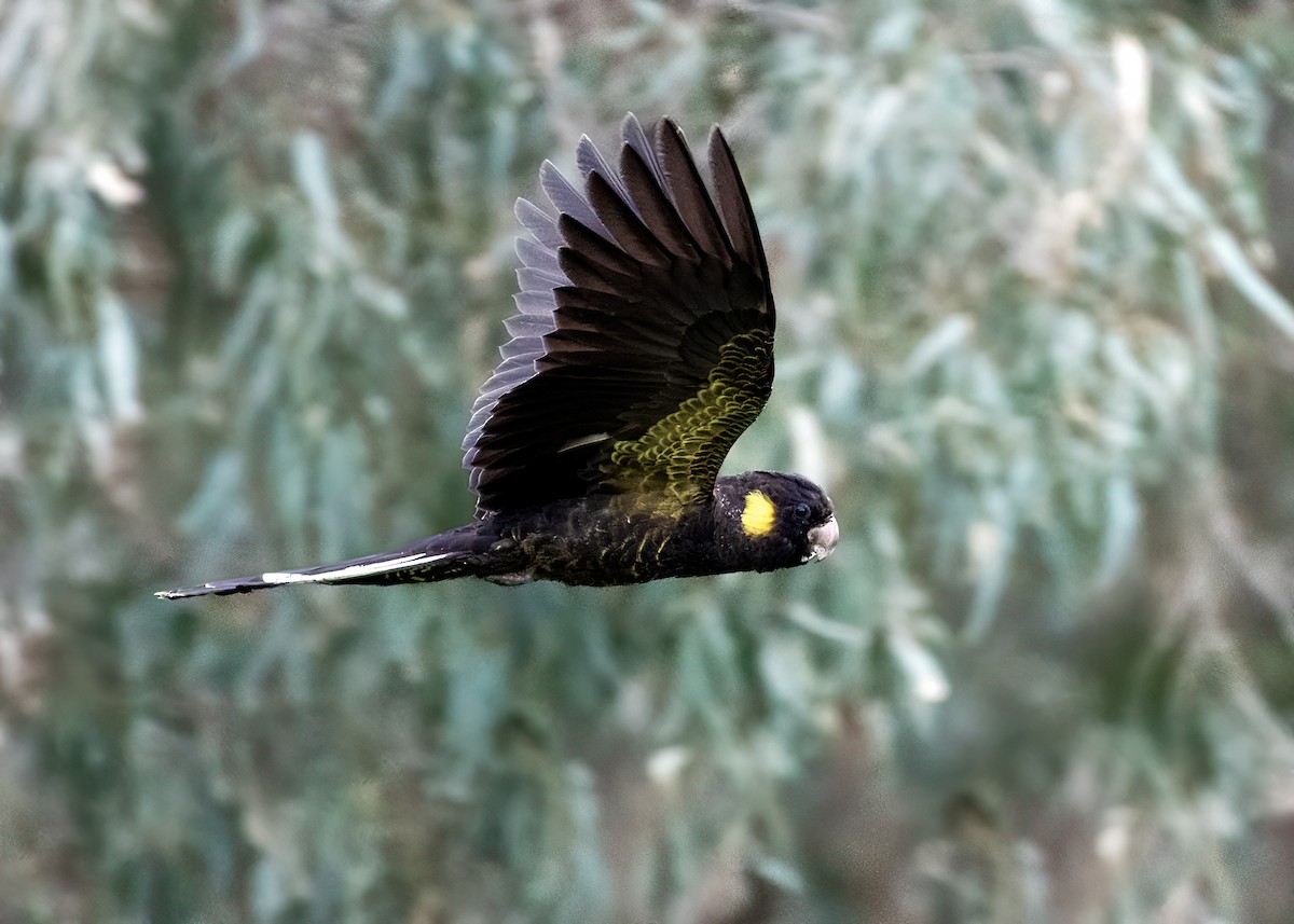 Yellow-tailed Black-Cockatoo - ML596936371