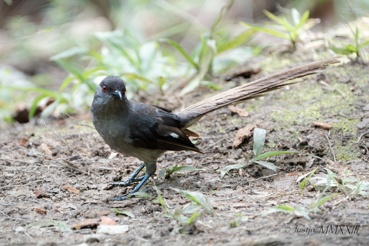 Long-tailed Sibia - ML596936961