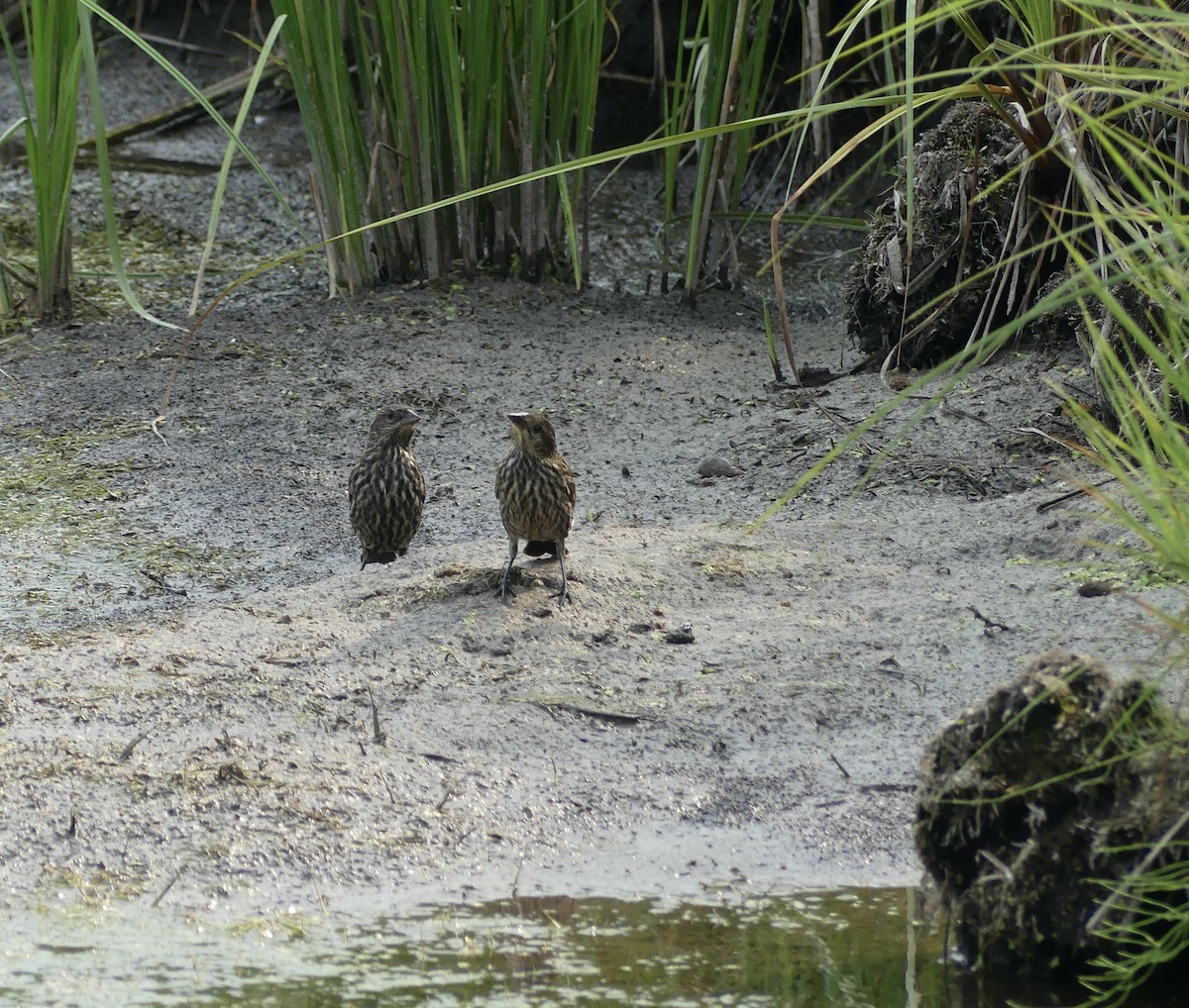 Red-winged Blackbird - ML596937981