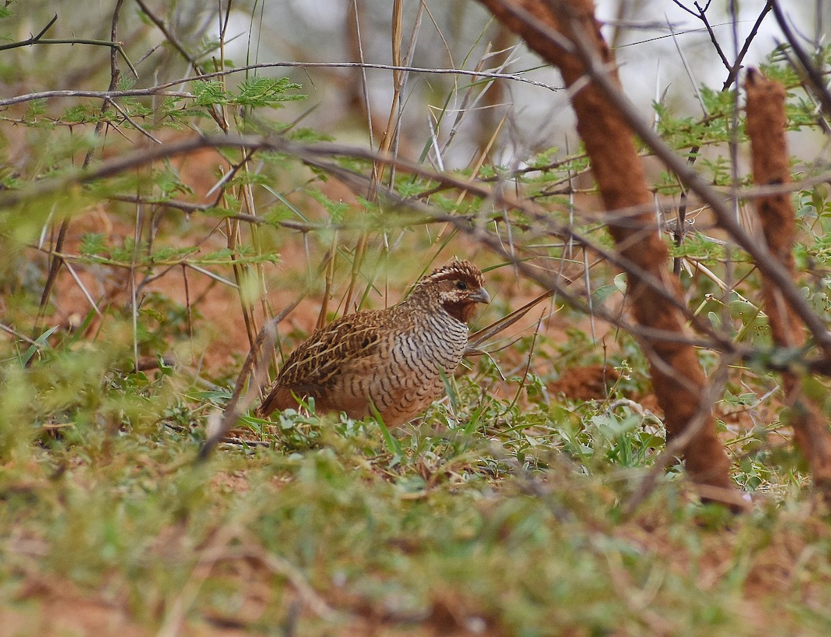 Jungle Bush-Quail - Anand Birdlife