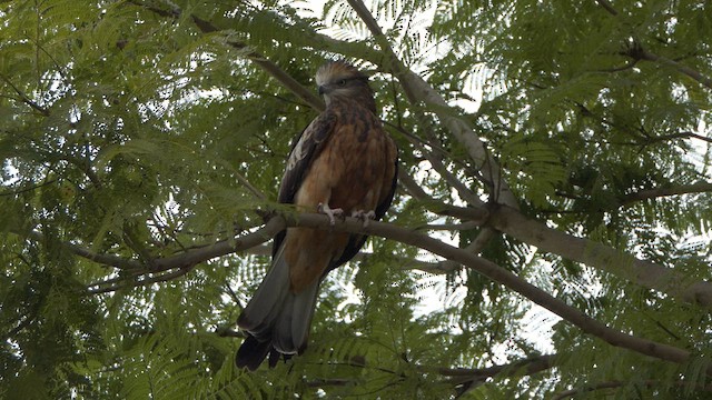 Square-tailed Kite - ML596938081