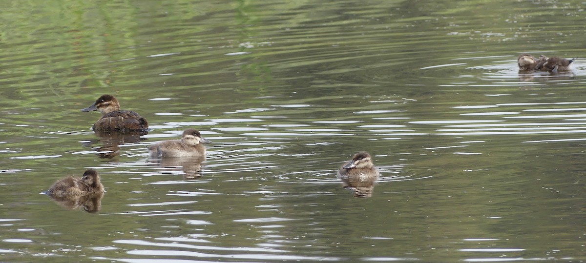 Ruddy Duck - ML596938531