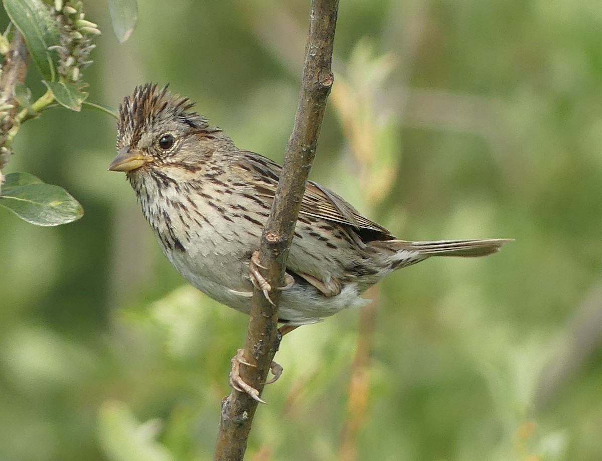 Lincoln's Sparrow - ML596939081