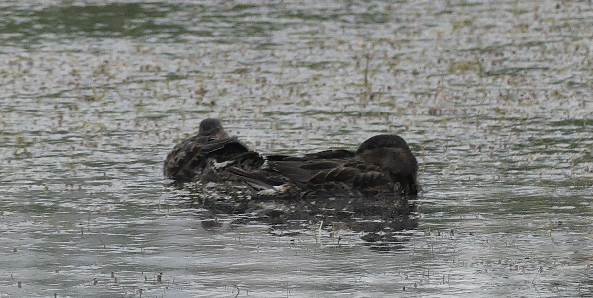 Green-winged Teal - ML596939591