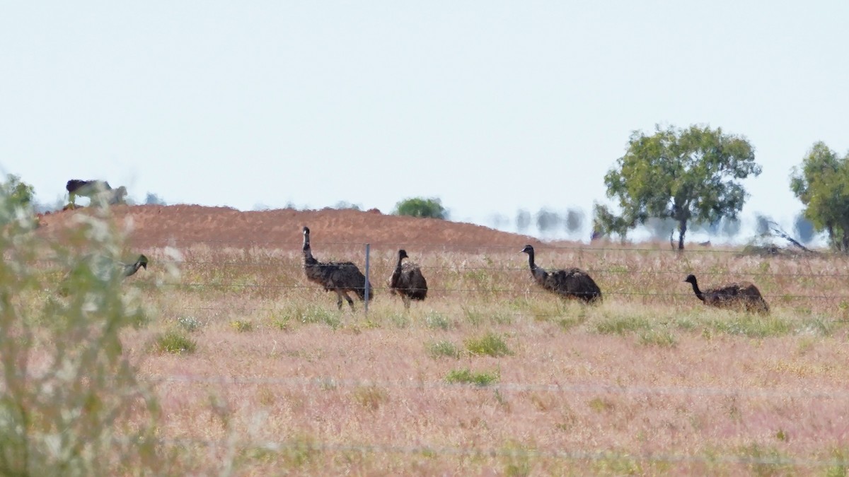 emu hnědý - ML596939791