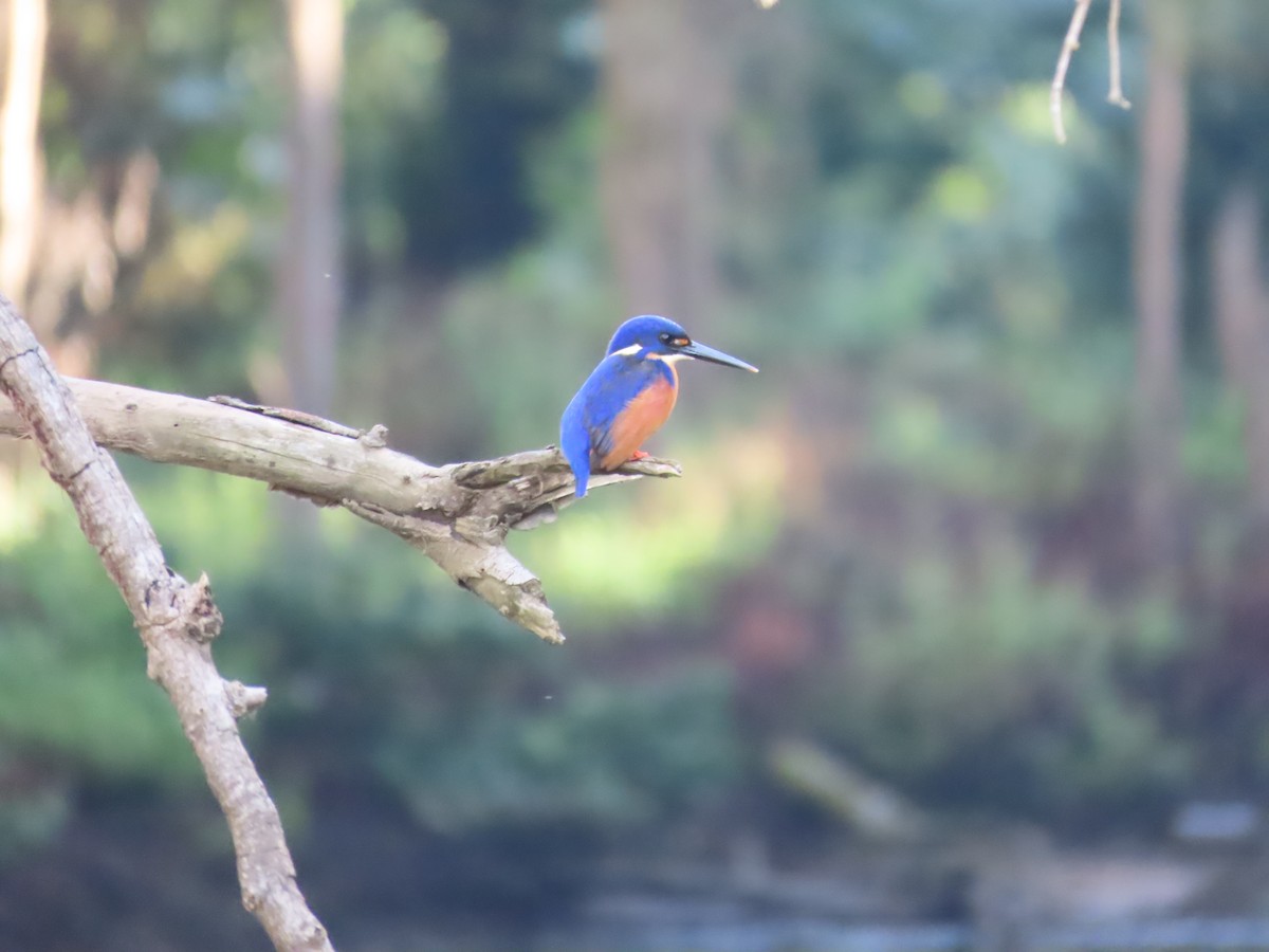 Azure Kingfisher - Christine Rand