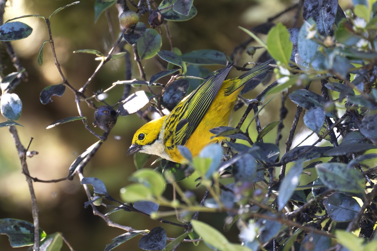 Silver-throated Tanager - ML596941421