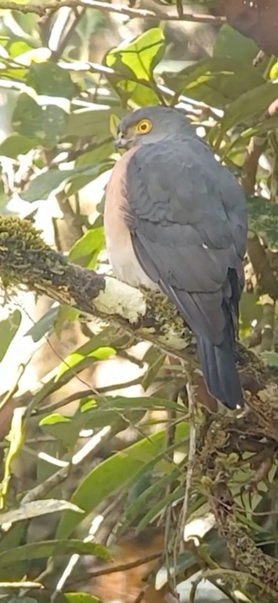 Small Sparrowhawk - ML596941891